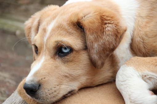 Free Animal Pet photo and picture