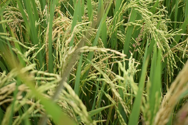 rijst-rijstplant-landbouwgebied-gratis-foto-op-pixabay-pixabay