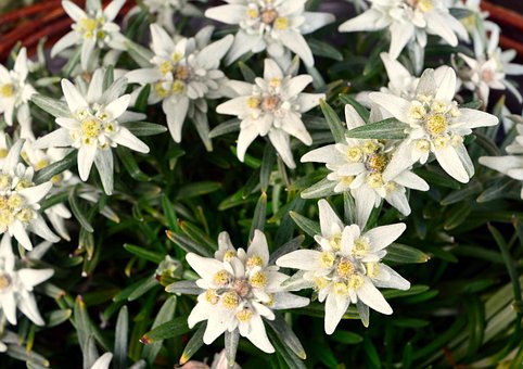 Blumen, Edelweiß, Pflanze, Natur