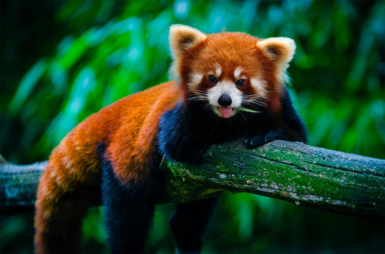 Panda Rouge Animal Lionceau Photo Gratuite Sur Pixabay Pixabay
