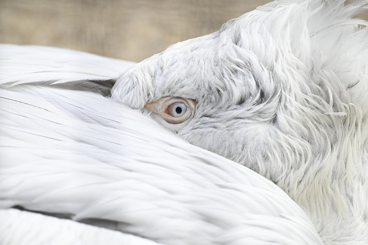 Pelican - free online jigsaw puzzle photo