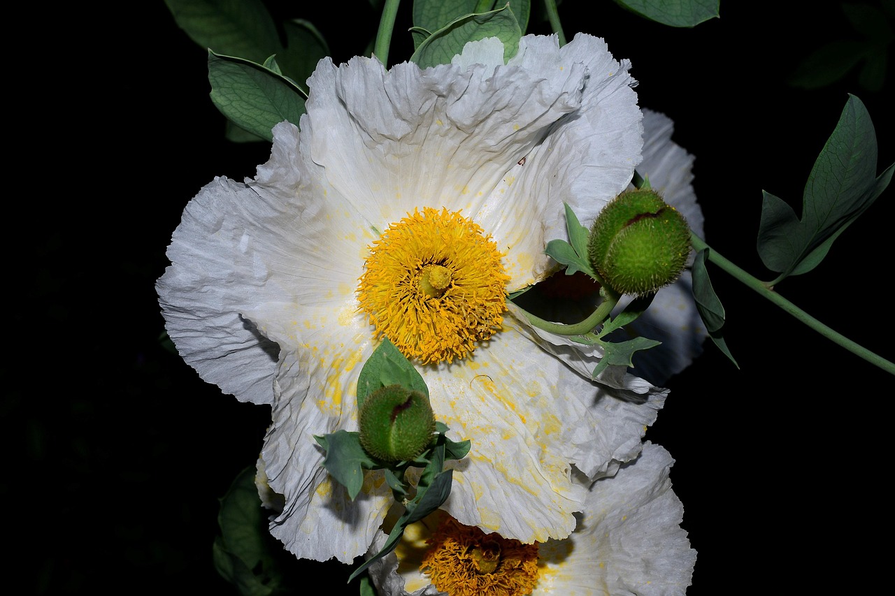 Amerikaanse Ampul, Papaver Americanum