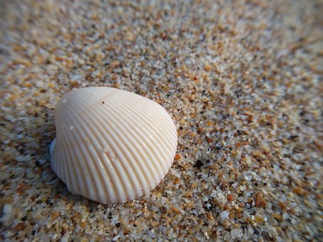 Free Clam Beach photo and picture