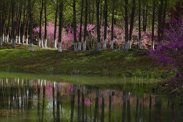 Free Lake Trees photo and picture