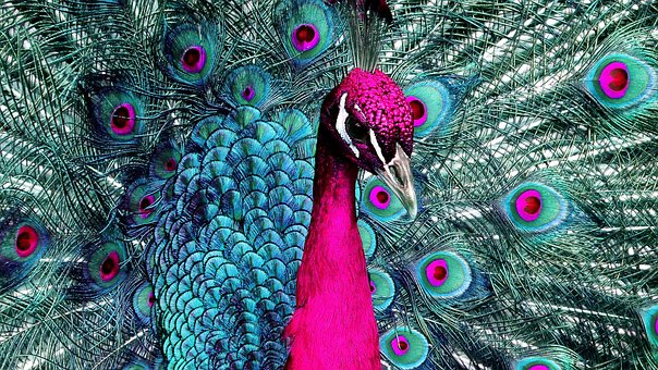 Free Peacock Bird photo and picture