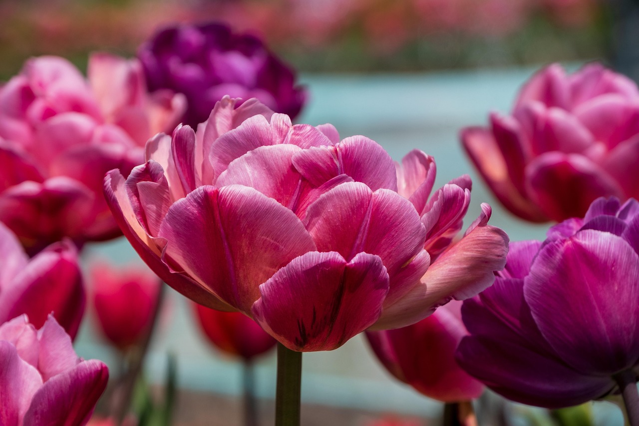 Tulips Flowers Plants Violet Free photo on Pixabay Pixabay