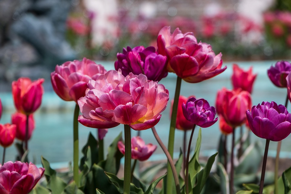 tulips-7167066_960_720.jpg