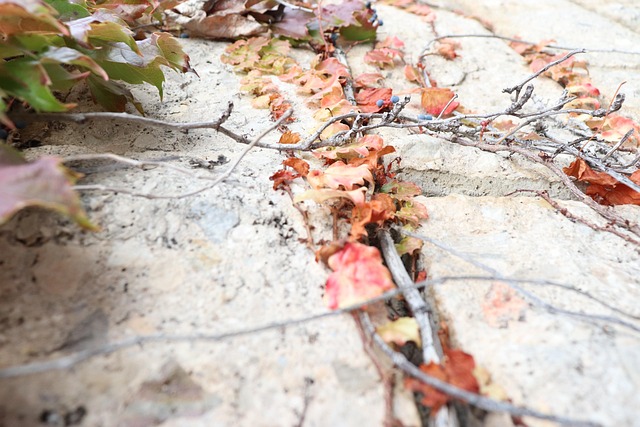 Free Fall Nature photo and picture