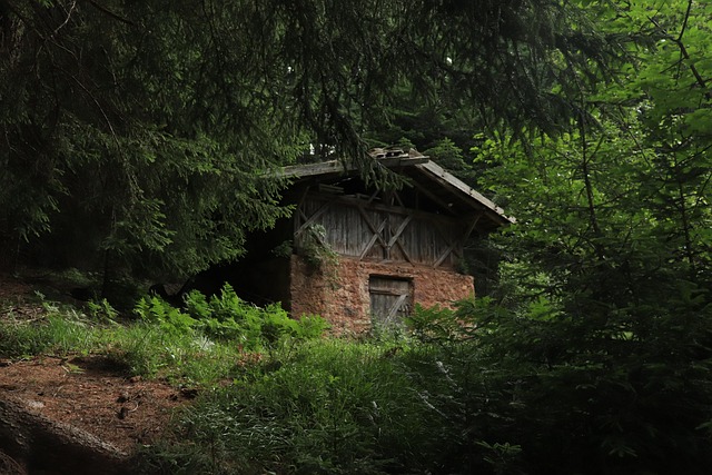 Free Forest Cabin photo and picture