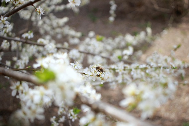 Bi, Natur, Blomstre, Blomster, Flover