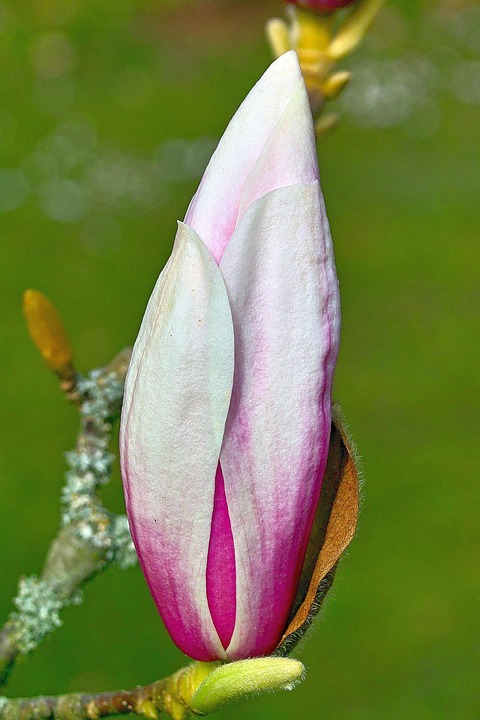 Magnolia Flower Bud - Free photo on Pixabay