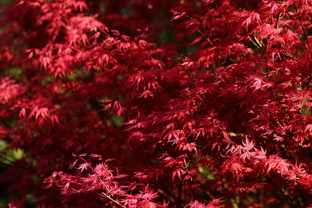 가을 나뭇잎 잎 가 - Pixabay의 무료 사진 - Pixabay