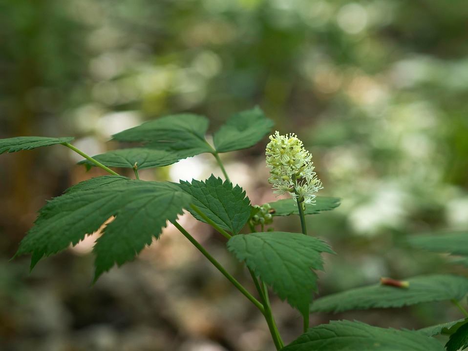 Bane Berry Flower White - Free photo on Pixabay - Pixabay