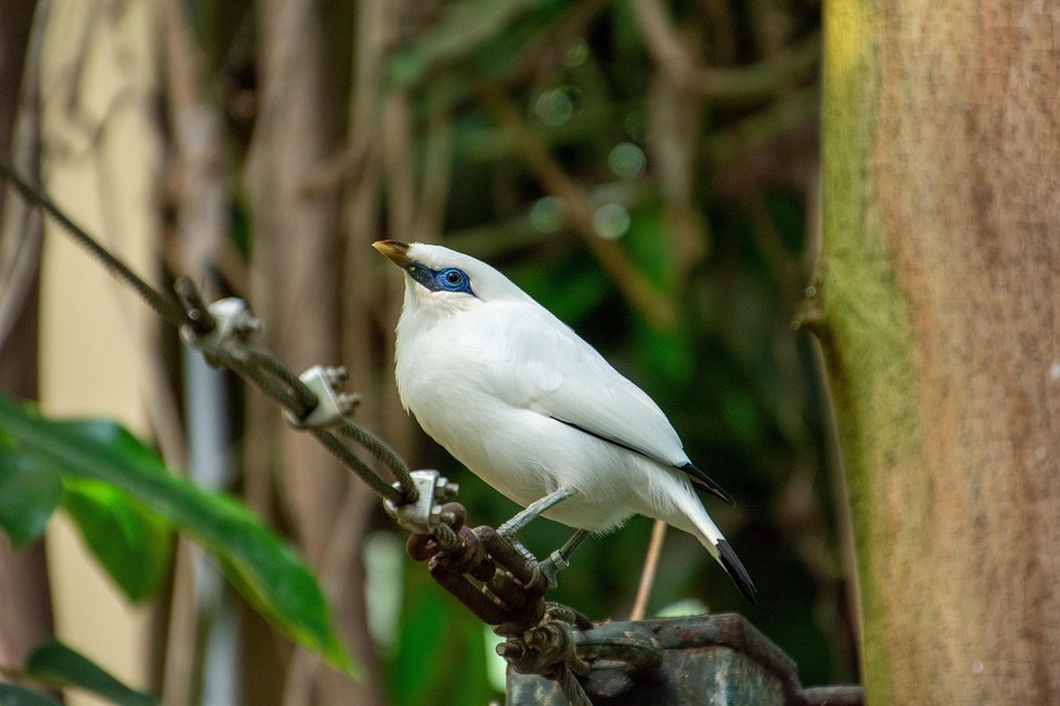 bali-myna-vogel-tier-kostenloses-foto-auf-pixabay
