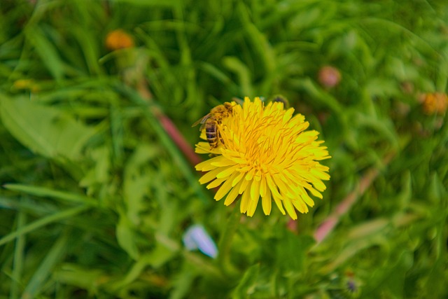 Löwenzahn, Blume, Biene, Honigbiene