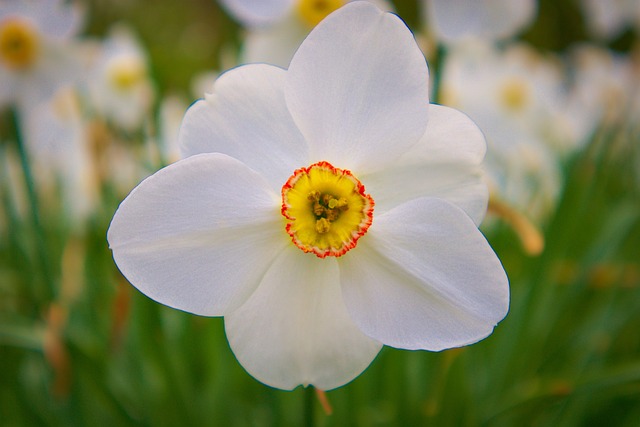 Narzisse, Blume, Weiße Blume