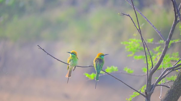 Free Bee-Eater Green Bee Eater photo and picture