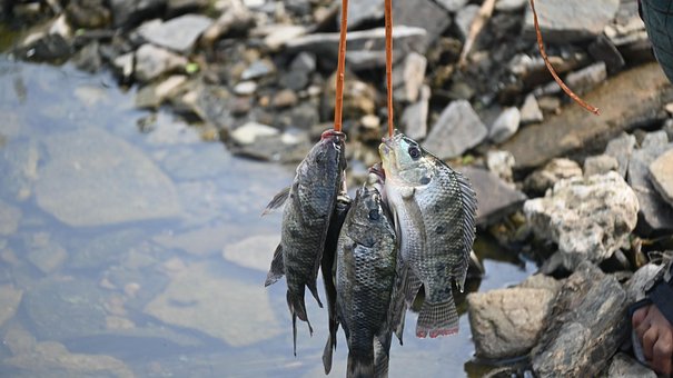 Free Fish Catch photo and picture