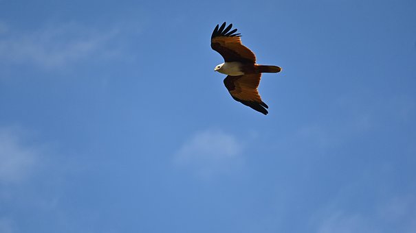 Free Eagle Birds photo and picture