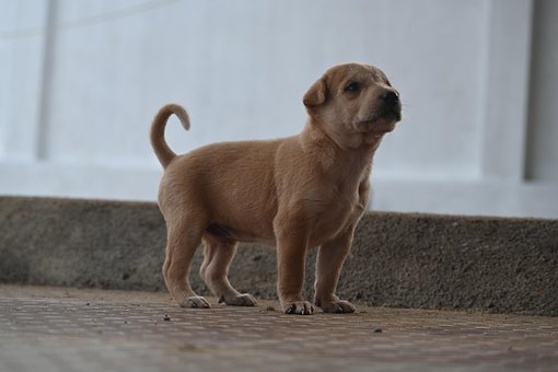 Free Dog Pet photo and picture