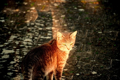 Pisică, Animal De Companie, Felină