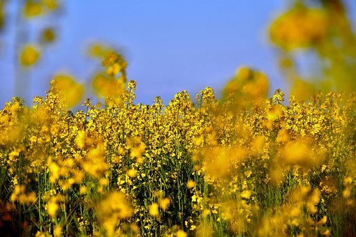 Rapeseeds, Flori, Câmp, Plante