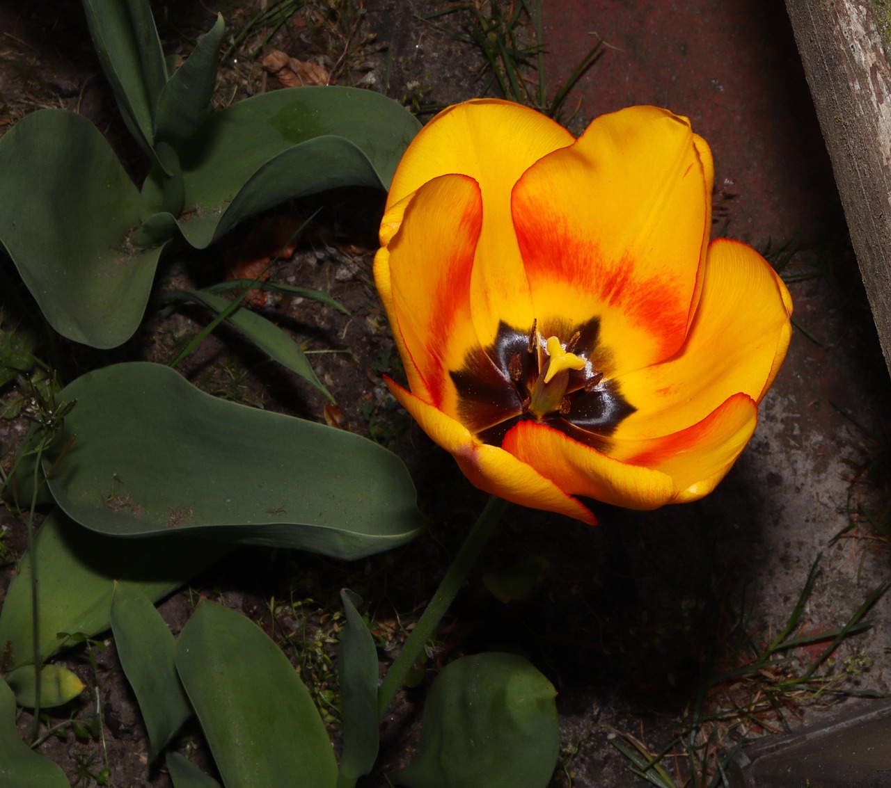 Bunga Tulp Jeruk Beraneka Warna - Foto gratis di Pixabay - Pixabay