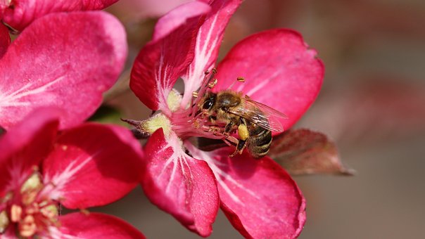 Bi, Bestøvning, Blomstre, Insekt, Forår