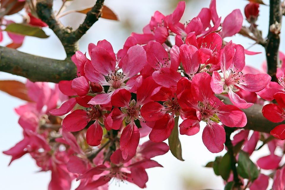 Flowers Apple Tree Blossom Free photo on Pixabay Pixabay