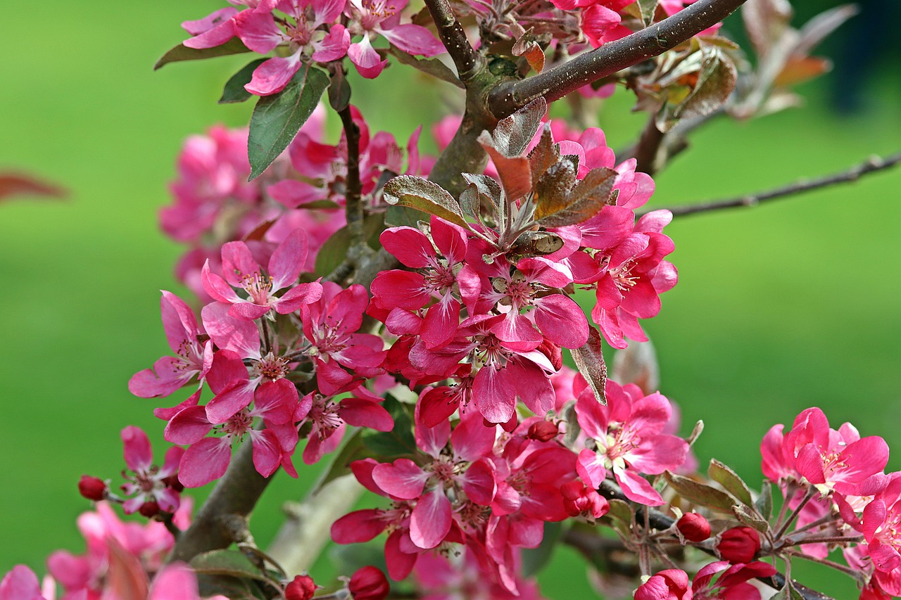 Flowers Apple Tree Blossom Free photo on Pixabay Pixabay