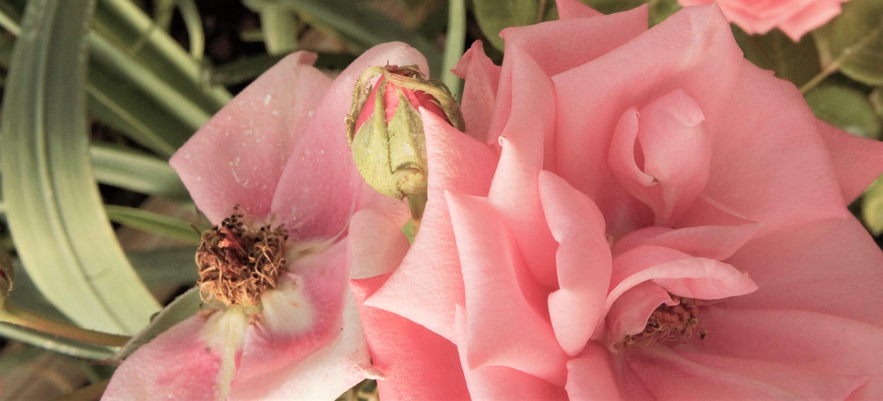 Rose Bloom Fleurir - Photo gratuite sur Pixabay - Pixabay