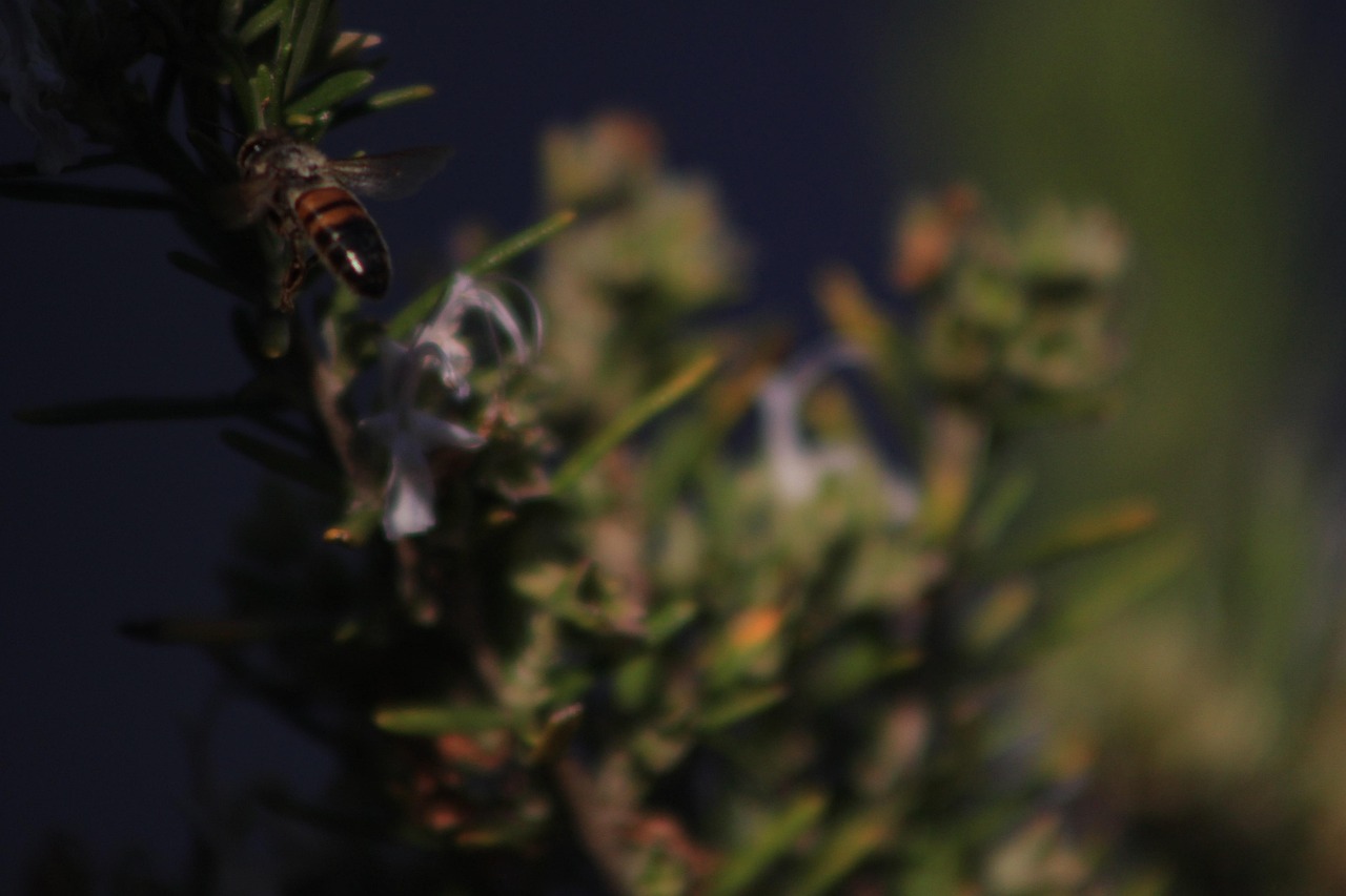 Insecte Romarin Abeille Insecte Nature - Photo gratuite sur Pixabay - Pixabay