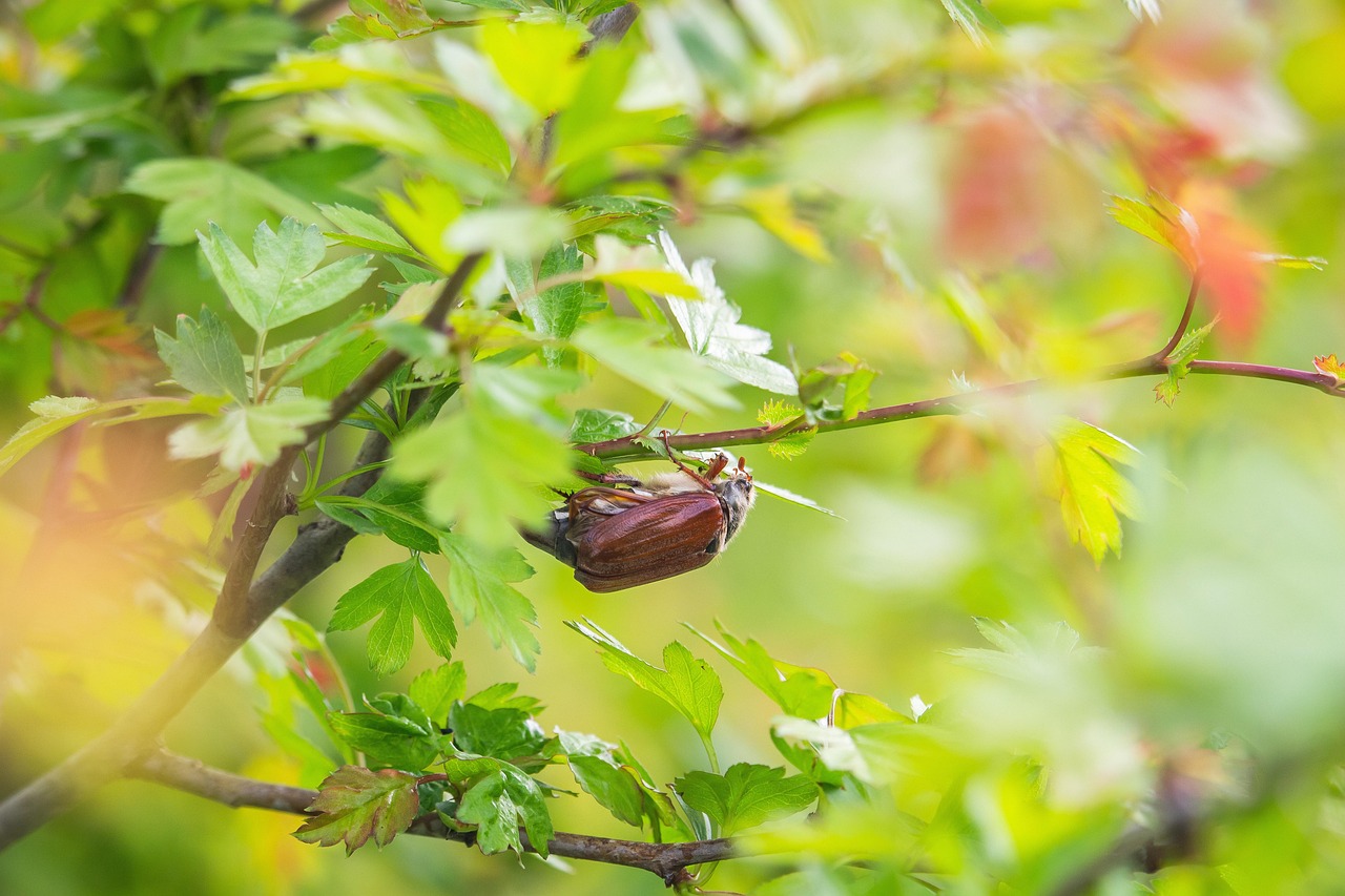 Maybug Maybeetle May - Free photo on Pixabay - Pixabay