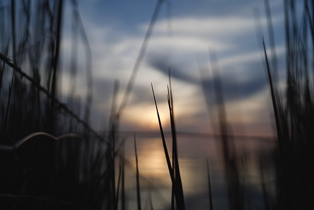 Free Grass Sunset photo and picture