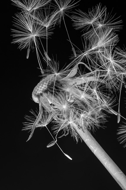 Free Dandelion Flower photo and picture
