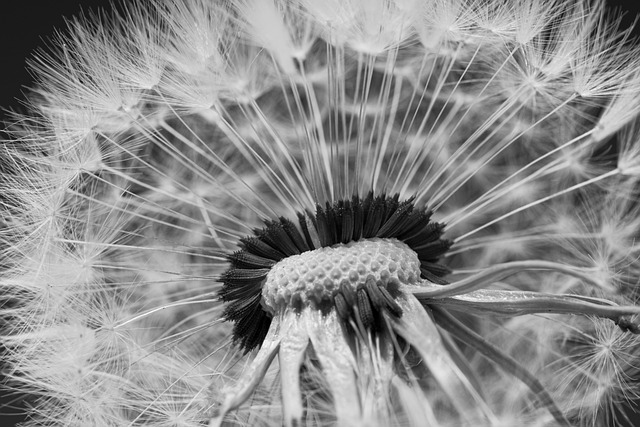 Free Flower Dandelion photo and picture