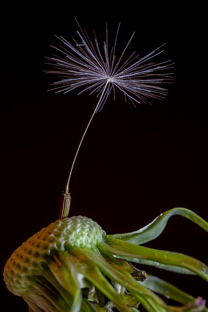 Free Flower Dandelion photo and picture
