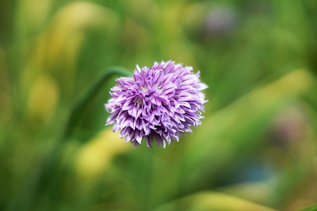 Blume, Schöne Blumen, Garten, Frühling