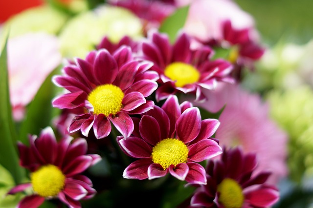 Blumen, Blumentapete, Blumen Hintergrund