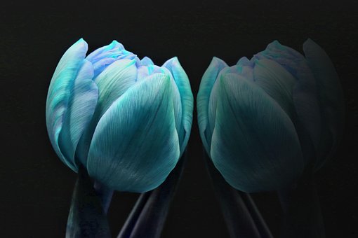 Free Tulips Blue Tulips photo and picture
