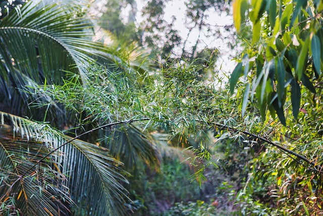Bambu, Mediação, Natureza, Floresta