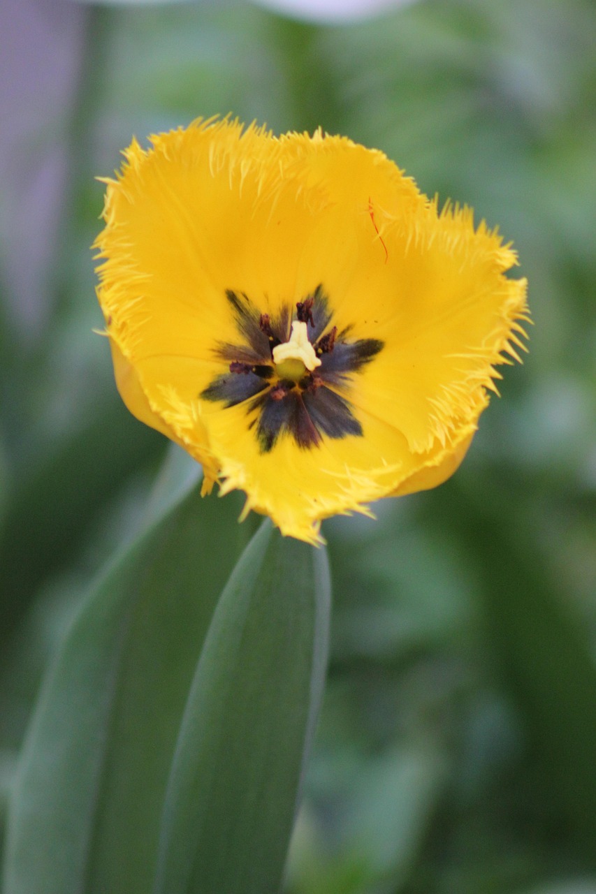 Tulip Yellow Flower - Free photo on Pixabay