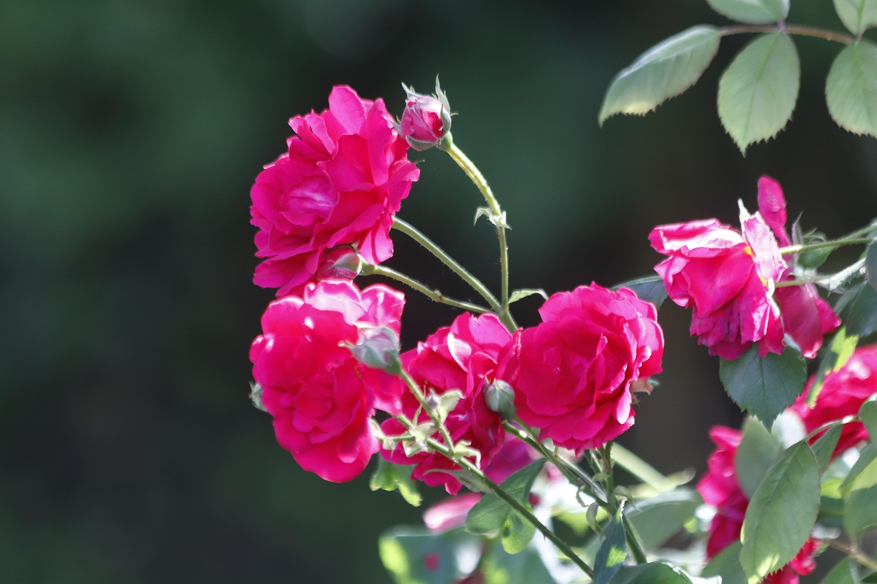 Des Roses Fleurs Fleur De Rose - Photo gratuite sur Pixabay - Pixabay