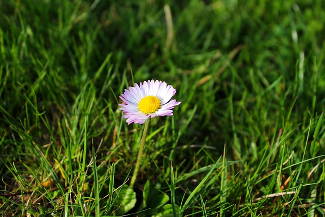 Bloem, Madeliefje, Gras, Weide