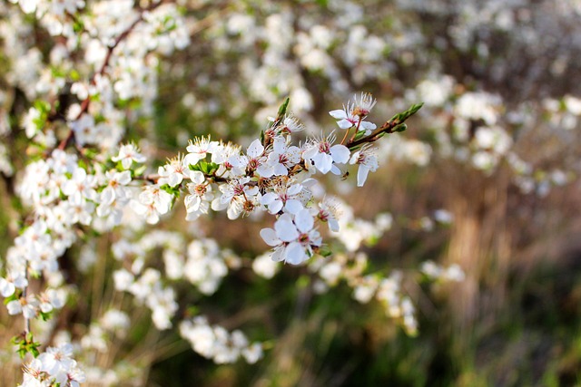 Bloemen, Bloem Achtergrond