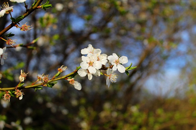 Bloemen, Bloem Behang, Witte Bloemen