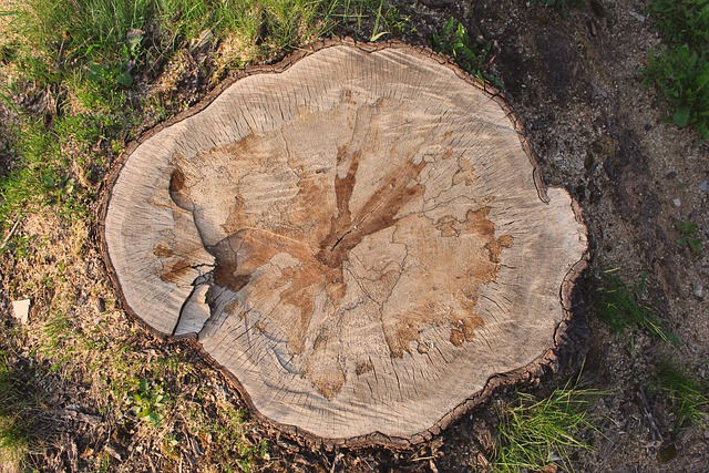 Trunk, Hout, Bos, Natuur, Snijden, Stomp