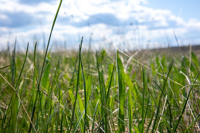Feld, Gras, Wiese, Frühling, Natur