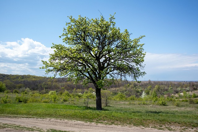 Feld, Wiese, Hügel, Wildnis, Ländlich