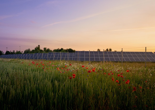 Free Sunlight Environment photo and picture